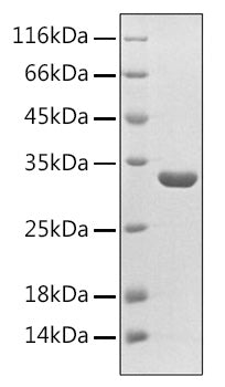 Recombinant Human PPAR-alpha Protein