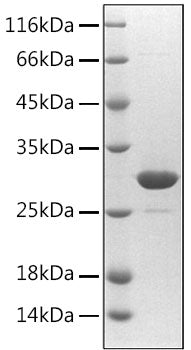 Recombinant Human Fibrillin-1/FBN1 Protein