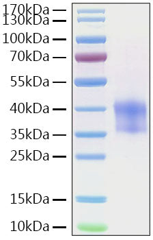 Recombinant Mouse Cathepsin B Protein