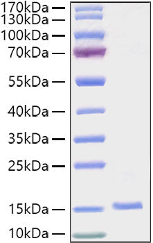 Recombinant Human Prokineticin-1/EG-VEGF Protein