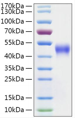 Recombinant Mouse CD122/IL2RB Protein