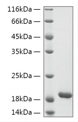 Recombinant Human PCLAF Protein