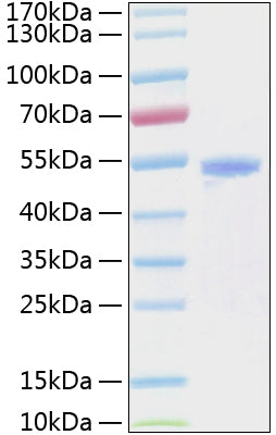 Recombinant Mouse ANGPTL3/Angiopoietin-like 3 Protein