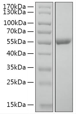 Recombinant Human Serpin E2 Protein