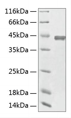 Recombinant Human Aminoacylase 1 Protein