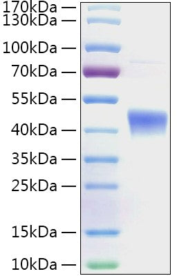 Recombinant Human MetAP1 Protein