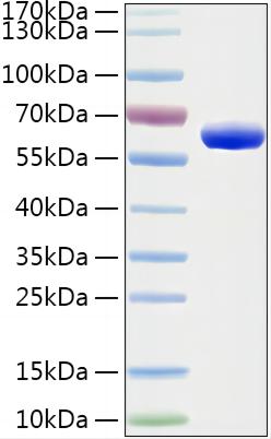 Recombinant Mouse CNDP2 Protein