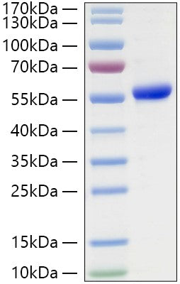 Recombinant Human Asparaginyl endopeptidase/Legumain Protein