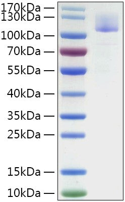 Recombinant Mouse Siglec-10 Protein