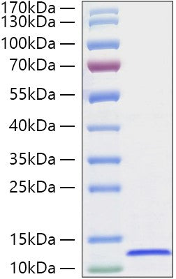 Recombinant Canine SDF-1/CXCL12 Protein