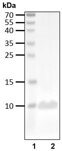 Recombinant Human 15N-labeled Ubiquitin protein