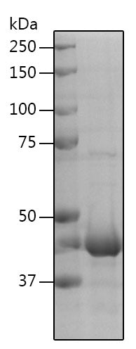 Recombinant Human STAM-binding protein/AMSH protein