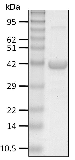 Recombinant Human linear Ub4 protein