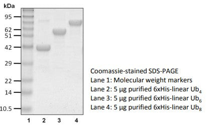 Recombinant Human linear Ub6 protein