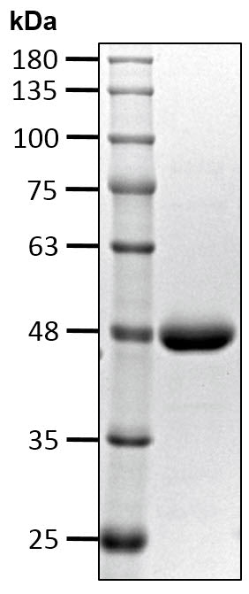 Recombinant Human Ubiquitin thioesterase otulin protein