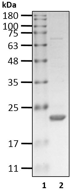 Recombinant Human TNFRSF10C/TRAIL/CD263 protein