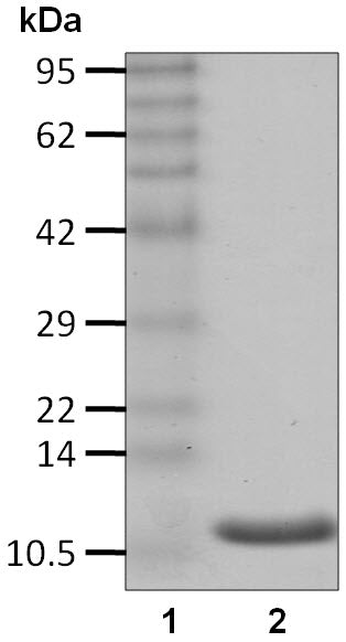 Recombinant Human Ubiquitin protein