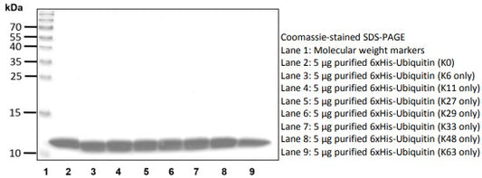 Recombinant Human Ubiquitin (K11 only) protein