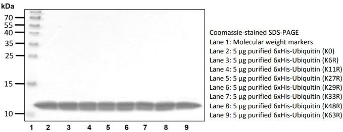 Recombinant Human Ubiquitin (K11R) protein