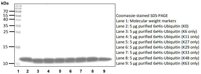 Recombinant Human Ubiquitin (K27 only) protein