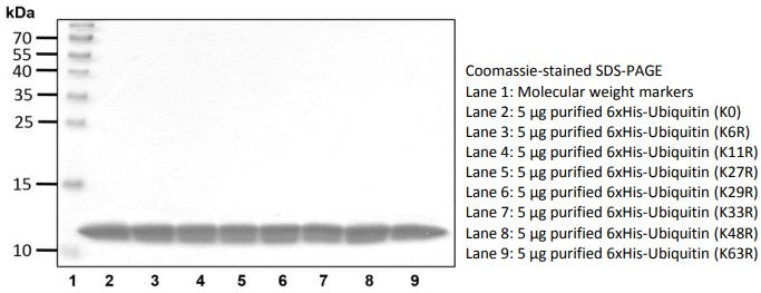 Recombinant Human Ubiquitin (K27R) protein