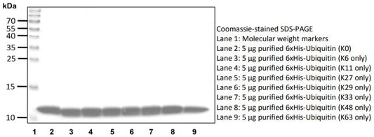 Recombinant Human Ubiquitin (K33 only) protein