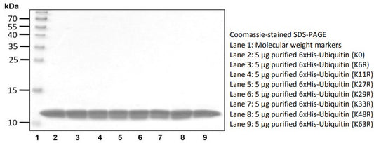 Recombinant Human Ubiquitin (K33R) protein