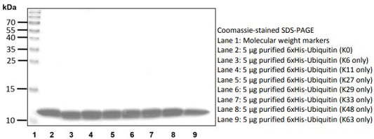 Recombinant Human Ubiquitin (K63 only) protein