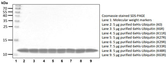 Recombinant Human Ubiquitin (K63R) protein