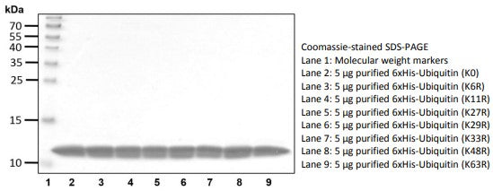 Recombinant Human Ubiquitin (K6R) protein