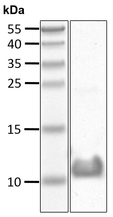 Recombinant Human Ubiquitin (L73P) protein