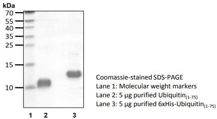 Recombinant Human Ubiquitin(1-75) protein