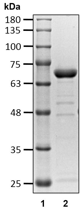 Recombinant Human Ataxin-3(Q22)/ATXN3 protein