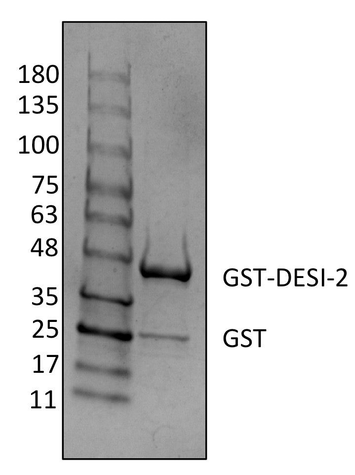 Recombinant Human Deubiquitinase DESI2 protein