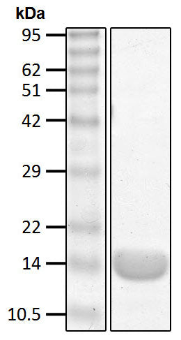 Recombinant Human linear Ub2 protein