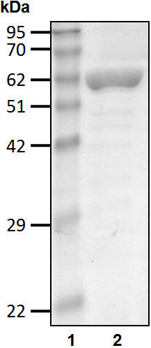 Recombinant Human linear Ub4 protein