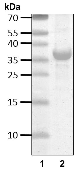 Recombinant Human Ubiquitin (I44A) protein