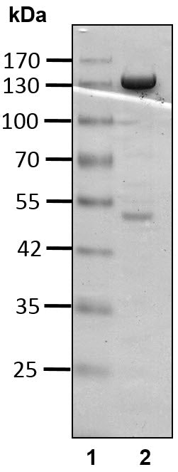 Recombinant Human Ubiquitin carboxyl-terminal hydrolase 15/USP15 protein