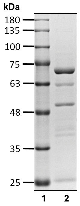 Recombinant Human Ubiquitin carboxyl-terminal hydrolase 30(57-517)/USP30(57-517) protein