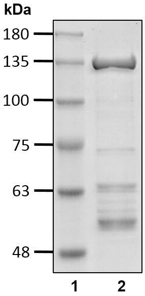 Recombinant Human Ubiquitin carboxyl-terminal hydrolase 4/USP4 protein