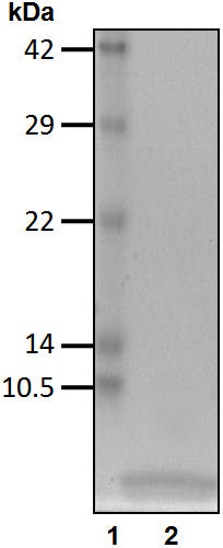 Recombinant Human Ubiquitin protein