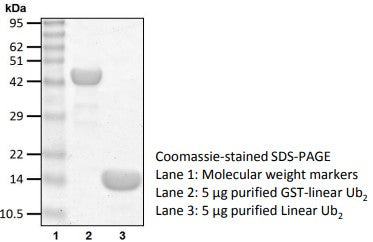 Recombinant Human Linear Ub2 protein