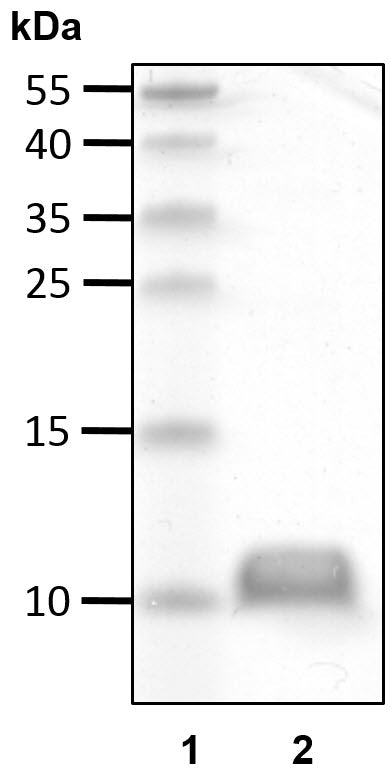 Recombinant Human Ubiquitin(I44A) protein