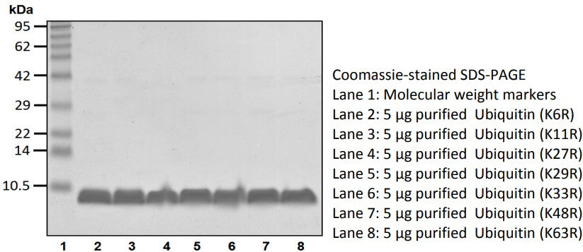 Recombinant Human Ubiquitin(K11R) protein