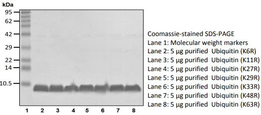 Recombinant Human Ubiquitin(K27R) protein