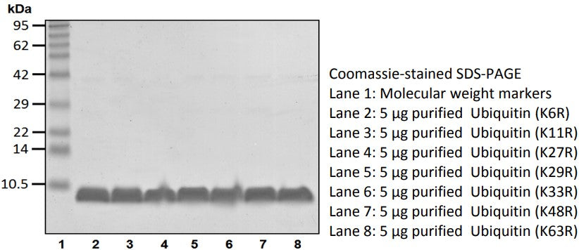 Recombinant Human Ubiquitin(K48R) protein