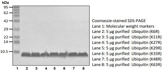 Recombinant Human Ubiquitin(K63R) protein