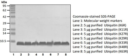 Recombinant Human Ubiquitin(K6R) protein