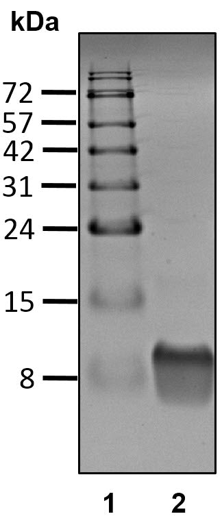 Recombinant Human Ubiquitin(S20C) protein