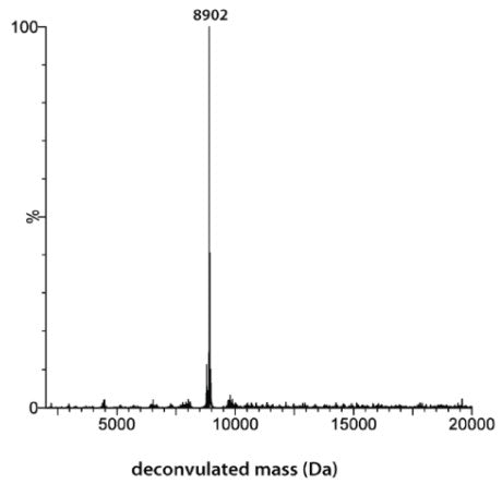 N-terminal Biotin-Ubiquitin